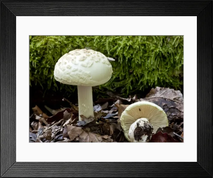 Framed Print : False Death-Cap - in old woodland - New Forest Framed Print : False Death-Cap - in old woodland - New Forest