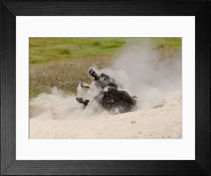 Framed Print : American Bison - bull wallowing during summer mating season - North American Great Plains - Theodore Roosevlet National Park - North Dakota - USA (while all bison use dust baths to control irritating insects (biting flies, ticks, etc)