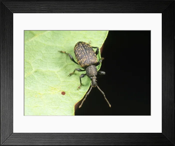 Framed Print : Vine Weevil - adult Framed Print : Vine Weevil - adult