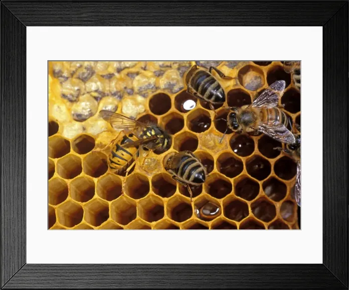 Framed Print : Common Wasp - stealing Honey, UK Framed Print : Common Wasp - stealing Honey, UK