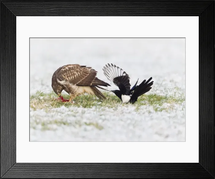 Framed Print : Common Buzzard - being teased by a Magpie (Pica pica) - due to food envy in winter - Lower Saxony - Germany Framed Print : Common Buzzard - being teased by a Magpie (Pica pica) - due to food envy in winter - Lower Saxony - Germany