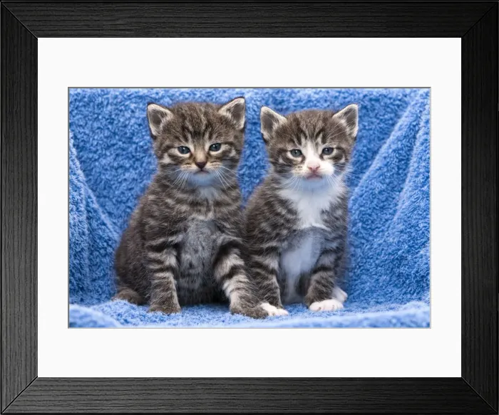 Framed Print : Cat - two kittens sitting together on towel - in garden - Lower Saxony - Germany Framed Print : Cat - two kittens sitting together on towel - in garden - Lower Saxony - Germany