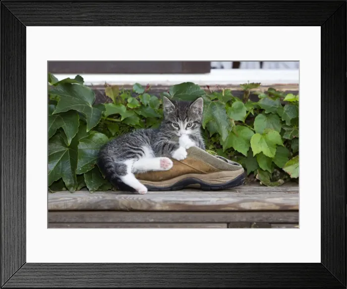 Framed Print : Cat - kitten playing with shoe in garden - Lower Saxony - Germany Framed Print : Cat - kitten playing with shoe in garden - Lower Saxony - Germany