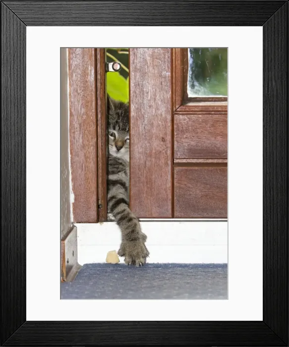 Framed Print : Cat - kitten reaching through gap in door with its paw searching for food - Lower Saxony - Germany Framed Print : Cat - kitten reaching through gap in door with its paw searching for food - Lower Saxony - Germany