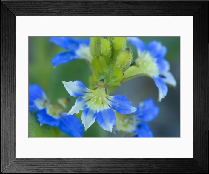 Framed Print : Dune Fan Flower - detail of this small but beautiful blue and white coloured wildflower - Fraser Island World Heritage Area, Great Sandy National Park, Queensland, Australia