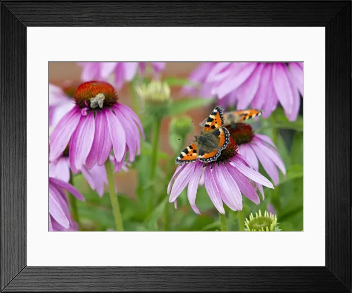 Framed Print : Small Tortoiseshell Butterfly - feeding on Rudbekia in garden - Lower Saxony - Germany Framed Print : Small Tortoiseshell Butterfly - feeding on Rudbekia in garden - Lower Saxony - Germany