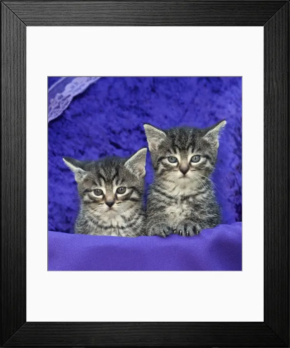 Framed Print : Cat - two kittens in basket with cushion - Lower Saxony - Germany Framed Print : Cat - two kittens in basket with cushion - Lower Saxony - Germany