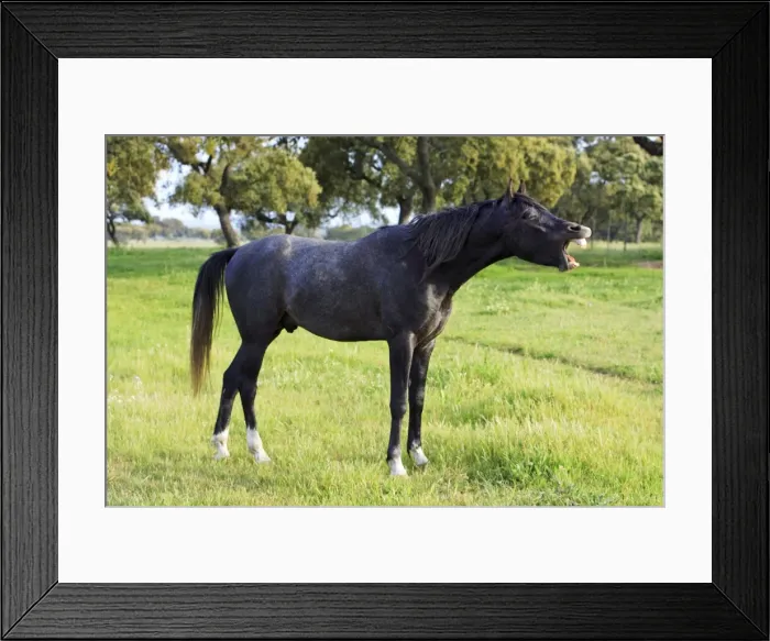 Framed Print : Arabic Horse - stallion curling lips, Alentejo, Portugal