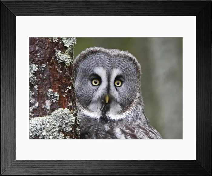 Framed Print : Great Grey Owl Framed Print : Great Grey Owl