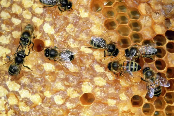 Honey Bees - tending honeycomb - UK