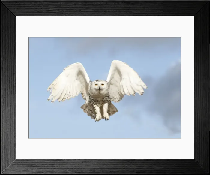 Framed Print : Snowy Owl - in flight