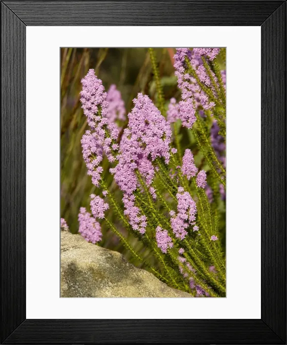 Framed Print : Bitterbush - South Africa Framed Print : Bitterbush - South Africa