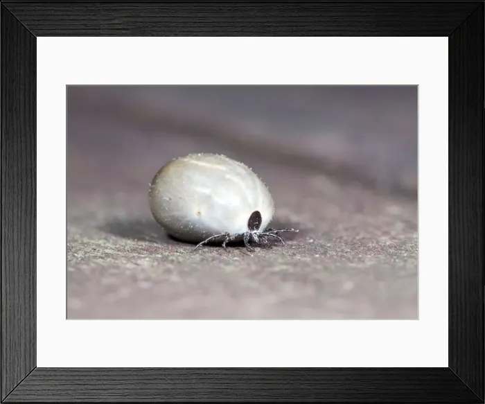 Framed Print : Tick - engorged with blood - Lower Saxony - Germany