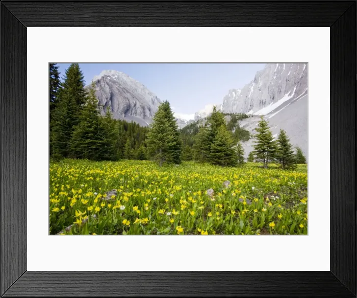 Framed Print : Masses of Yellow Glacier-Lily or Snow-Lily, at Chester Lake - Peter Lougheed Provincial Park near Kananaskis, Rockies, Canada Framed Print : Masses of Yellow Glacier-Lily or Snow-Lily, at Chester Lake - Peter Lougheed Provincial Park near Kananaskis, Rockies, Canada