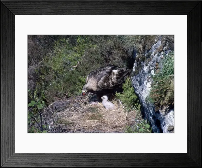 Framed Print : Golden Eagle - adult on nest with meat in beak feeding young