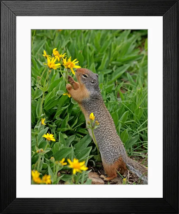 Framed Print : Columbian Ground Squirrel - eating flower - Glacier National Park - USA Framed Print : Columbian Ground Squirrel - eating flower - Glacier National Park - USA