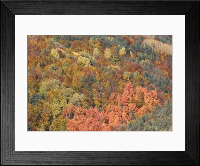 Framed Print : Mixed forest - in Autumn with Pine Poplar Oak Lime & Beech trees. Ordesa Valley - Spain Framed Print : Mixed forest - in Autumn with Pine Poplar Oak Lime & Beech trees. Ordesa Valley - Spain