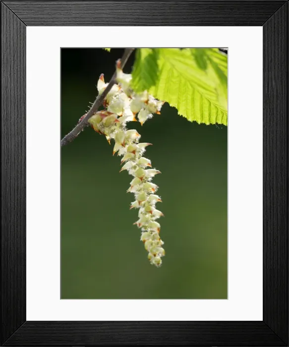 Framed Print : European Hornbeam - close-up of seed catkins Alsace France Framed Print : European Hornbeam - close-up of seed catkins Alsace France