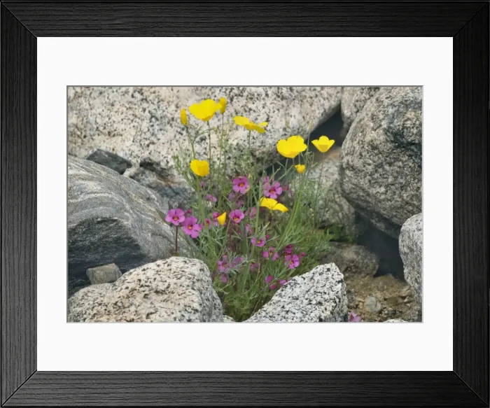 Framed Print : Biegelow's Monkey Flower and Mexican Gold Poppy (Eschscholzia mexicana) in full bloom growing between rocks - Anza Borrego Desert State Part - California - USA Framed Print : Biegelow's Monkey Flower and Mexican Gold Poppy (Eschscholzia mexicana) in full bloom growing between rocks - Anza Borrego Desert State Part - California - USA