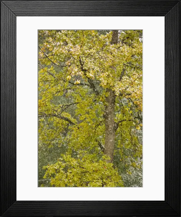 Framed Print : Autumnal Sessile Oak - in a snow storm, Carpathians, Zarnesti, Romania Framed Print : Autumnal Sessile Oak - in a snow storm, Carpathians, Zarnesti, Romania