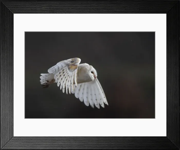 Framed Print : Barn Owl - in flight Framed Print : Barn Owl - in flight