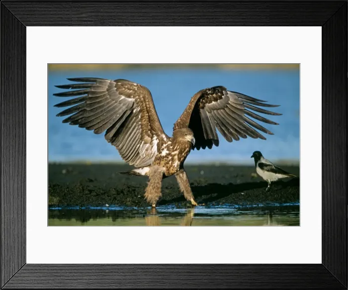 Framed Print : White-tailed Sea Eagle USH 469 Young bird flapping wings at lake edge Haliaeetus albicilla © Duncan Usher / ardea. com Framed Print : White-tailed Sea Eagle USH 469 Young bird flapping wings at lake edge Haliaeetus albicilla © Duncan Usher / ardea. com
