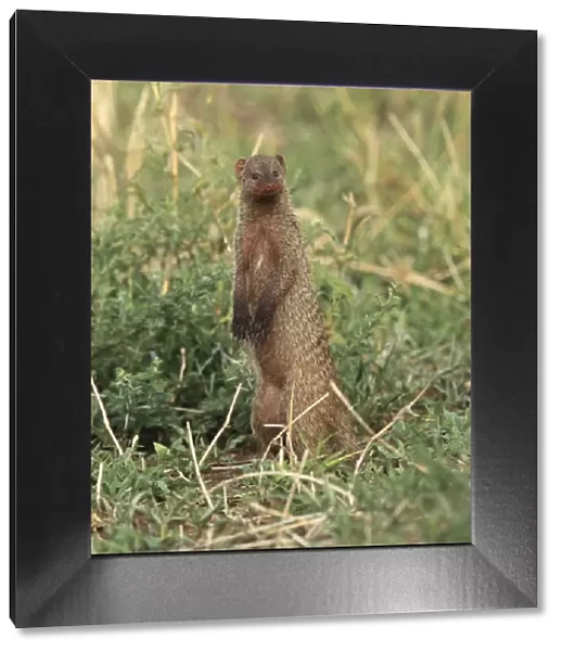 Banded Mongoose - standing on hind legs - Tanzania