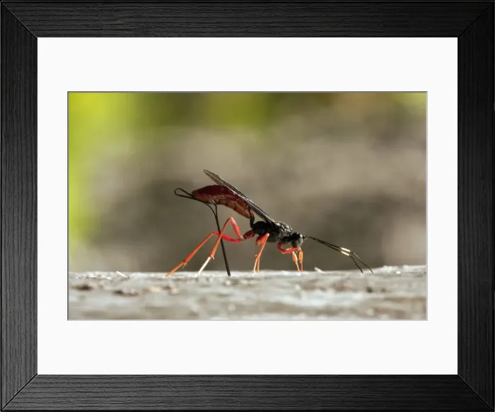 Framed Print : Female parasitic Commander Wasp - Ichneumon - seeking out prey and laying eggs. North California Framed Print : Female parasitic Commander Wasp - Ichneumon - seeking out prey and laying eggs. North California