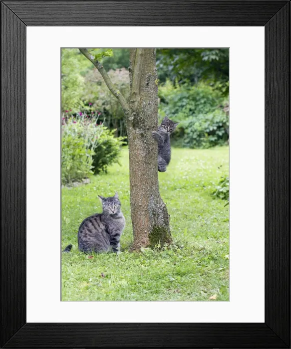Framed Print : Cat - mother watching kitten playing on tree trunk - Lower Saxony - Germany Framed Print : Cat - mother watching kitten playing on tree trunk - Lower Saxony - Germany