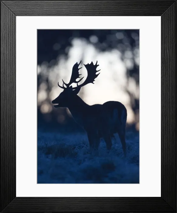 Framed Print : Fallow Deer - buck roaring at dawn - during the rut - Seeland - Denmark Framed Print : Fallow Deer - buck roaring at dawn - during the rut - Seeland - Denmark