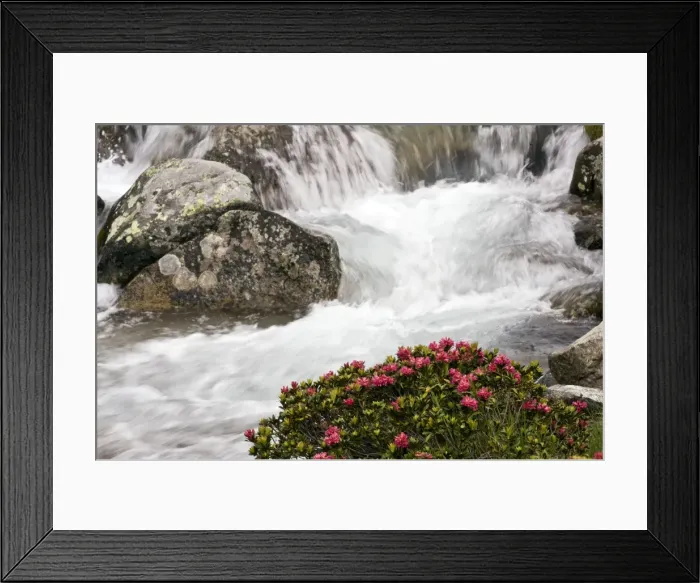 Framed Print : Alpenrose - in flower by an alpine stream - Engadin valley - Switzerland Framed Print : Alpenrose - in flower by an alpine stream - Engadin valley - Switzerland