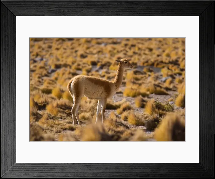 Framed Print : Vicuna / Vicugna - adult looking about in grassy desert - Atacama Desert near El Tatio Geysers - Chile - South America Framed Print : Vicuna / Vicugna - adult looking about in grassy desert - Atacama Desert near El Tatio Geysers - Chile - South America