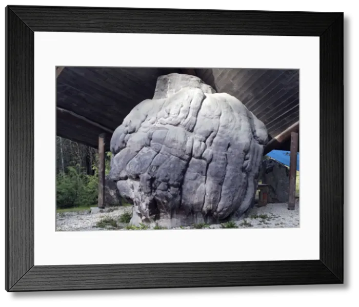 Framed Print : World's largest Burl / Burr wood - tree growth where the grain has grown in a deformed manner. Port MacNeill - British Columbia - Canada Framed Print : World's largest Burl / Burr wood - tree growth where the grain has grown in a deformed manner. Port MacNeill - British Columbia - Canada