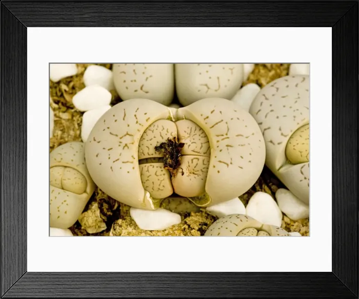 Framed Print : A living stone Dinteranthus vanzylii in the Namaqua desert, South Africa Framed Print : A living stone Dinteranthus vanzylii in the Namaqua desert, South Africa