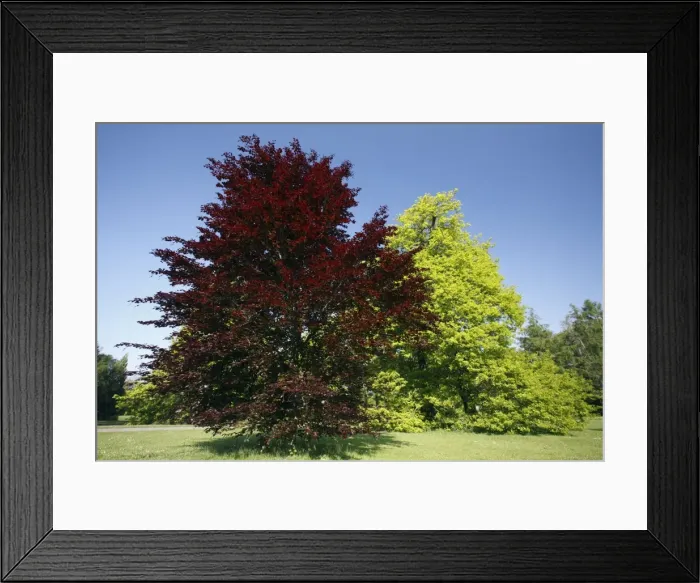 Framed Print : Copper Beech Tree - in park - springtime - Hessen- Germany Framed Print : Copper Beech Tree - in park - springtime - Hessen- Germany