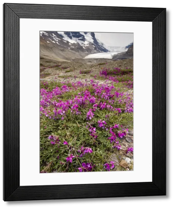 Framed Print : Northern Sweet Vetch - growing in abundance on glacial morraine of Athabasca Glacier; Columbia icefield, Jasper National Park, Rockies; Canada