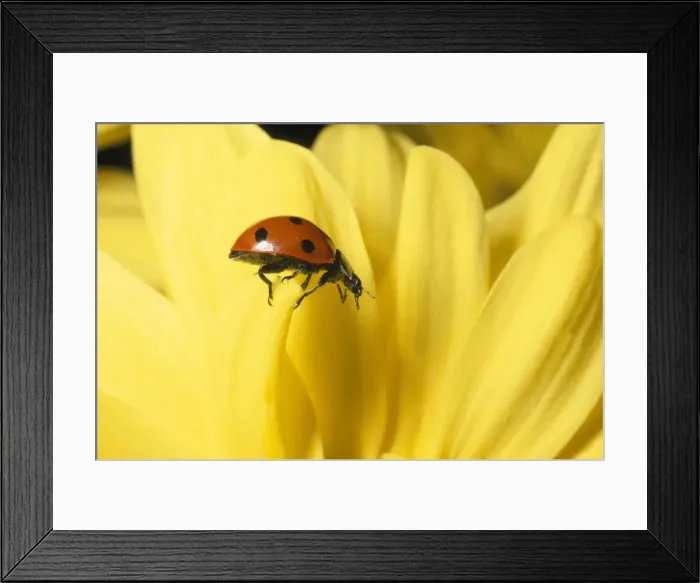 Framed Print : 7-spot Ladybird - UK also known as: Coccinella septempunctata Framed Print : 7-spot Ladybird - UK also known as: Coccinella septempunctata