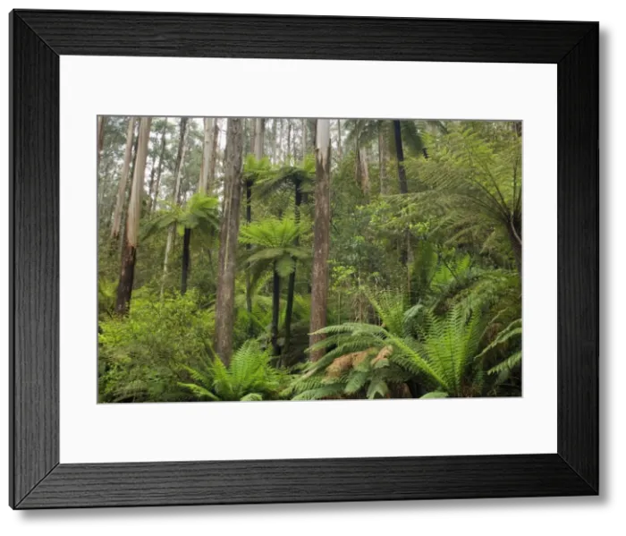 Framed Print : Wet Sclerophyll Forest - magnificent forest consisting of mainly Mountain Ash trees and impressive tree ferns and ground ferns as understory - Yarra Ranges National Park, Victoria, Australia Framed Print : Wet Sclerophyll Forest - magnificent forest consisting of mainly Mountain Ash trees and impressive tree ferns and ground ferns as understory - Yarra Ranges National Park, Victoria, Australia