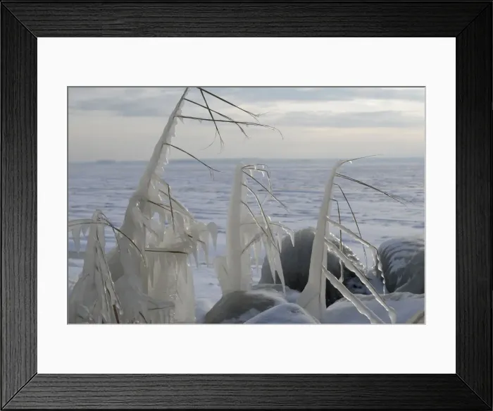 Framed Print : Ice structures on reed