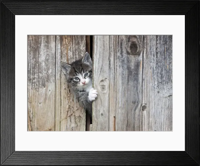 Framed Print : Cat - kitten peering out of garden shed - Lower Saxony - Germany Framed Print : Cat - kitten peering out of garden shed - Lower Saxony - Germany