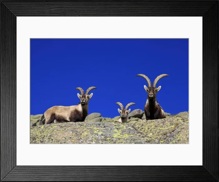 Framed Print : Spanish Ibex - Sierra de Gredos - Spain Framed Print : Spanish Ibex - Sierra de Gredos - Spain