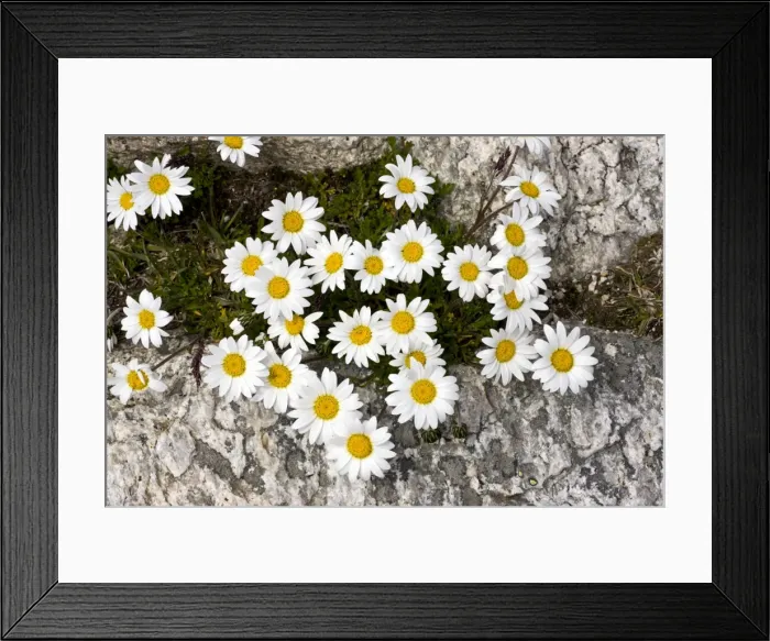 Framed Print : Alpine Moon Daisy - at high altitude in the Swiss Alps Framed Print : Alpine Moon Daisy - at high altitude in the Swiss Alps
