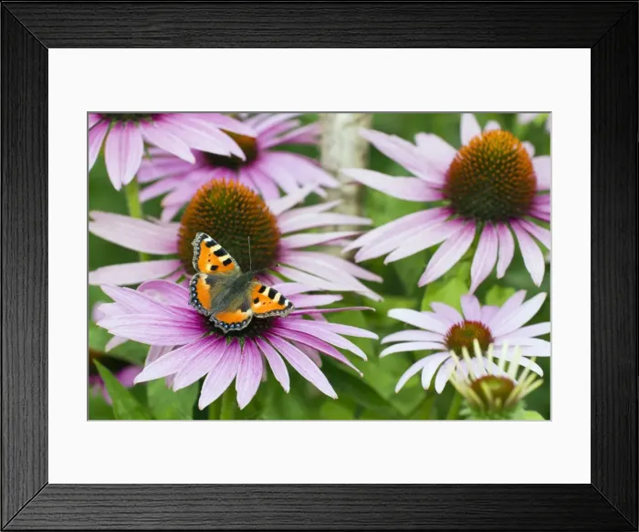Framed Print : Small Tortoiseshell Butterfly - feeding on Rudbekia in garden - Lower Saxony - Germany Framed Print : Small Tortoiseshell Butterfly - feeding on Rudbekia in garden - Lower Saxony - Germany