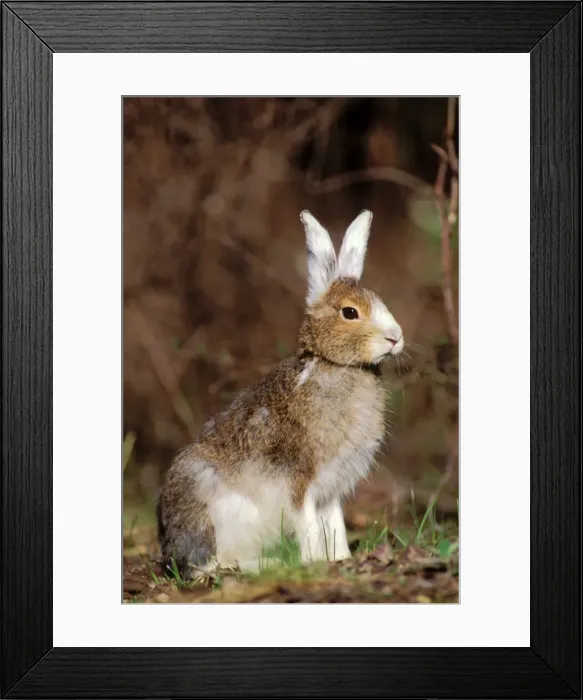 Framed Print : Snowshoe Hare TOM 601 aka Varying Hare Changing from winter white to summer brown-grey fur coat Glacier National Park, Montana Lepus americanus © Tom & Pat Leeson / ardea. com Framed Print : Snowshoe Hare TOM 601 aka Varying Hare Changing from winter white to summer brown-grey fur coat Glacier National Park, Montana Lepus americanus © Tom & Pat Leeson / ardea. com