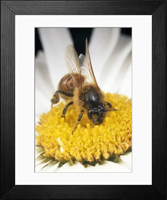 Framed Print : Honey Bee - on flower gathering pollen - UK Framed Print : Honey Bee - on flower gathering pollen - UK