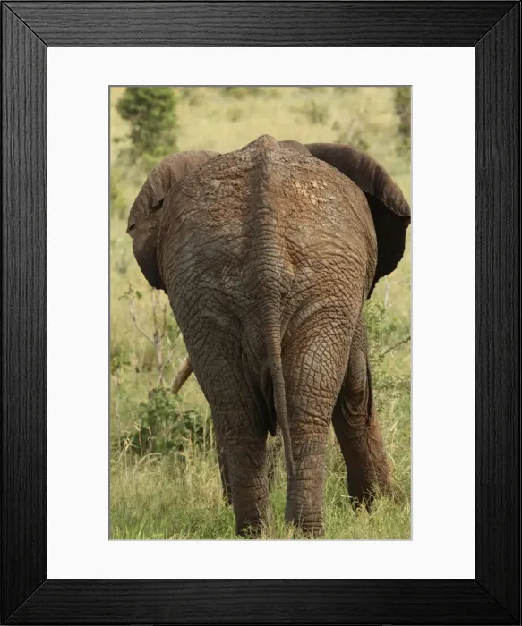 Framed Print : African Bush / African Savanna Elephant - rear view of elderly bull - Tarangire NP - Tanzania Framed Print : African Bush / African Savanna Elephant - rear view of elderly bull - Tarangire NP - Tanzania