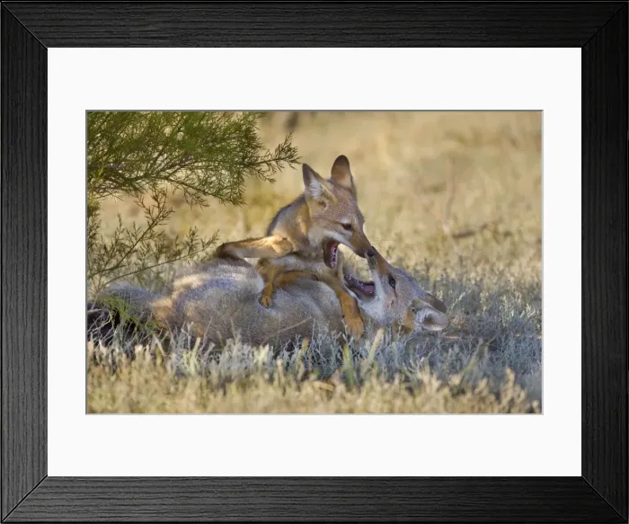Framed Print : Patagonian Fox / Argentine Gray Fox / Argentine Grey Fox / South American Gray Fox / South American Grey Fox / Chilla - two young foxes playing with each other in the pampa - Reserva Faunistica Peninsula Valdes - UNESCO World Heritage Site Framed Print : Patagonian Fox / Argentine Gray Fox / Argentine Grey Fox / South American Gray Fox / South American Grey Fox / Chilla - two young foxes playing with each other in the pampa - Reserva Faunistica Peninsula Valdes - UNESCO World Heritage Site