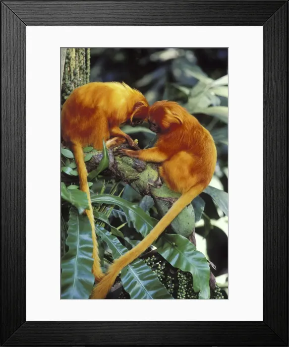 Framed Print : Golden Lion Tamarins TOM 581 Two together Leontopithecus rosalia © Tom & Pat Leeson / ardea. com Framed Print : Golden Lion Tamarins TOM 581 Two together Leontopithecus rosalia © Tom & Pat Leeson / ardea. com