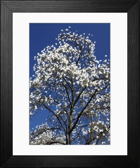 Framed Print : Magnolia Tree - blossom in springtime - Hessen - Germany Framed Print : Magnolia Tree - blossom in springtime - Hessen - Germany