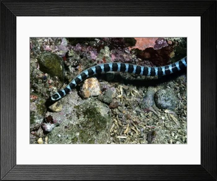 Framed Print : Black-banded sea krait - Indonesia Framed Print : Black-banded sea krait - Indonesia